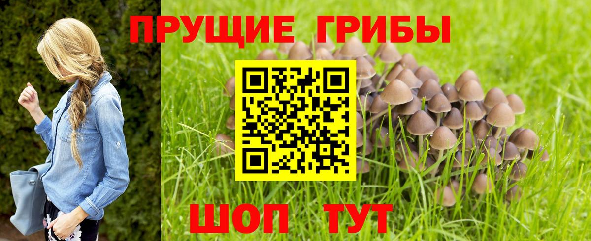 Курган  Псилоцибиновые грибы мицелий  Вход с VPN 